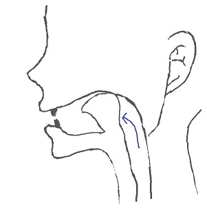 「j」は舌を奥歯にあてて離す 「j」は舌を奥歯にあてて離す