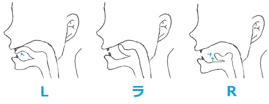 Lとrの発音は舌の位置と声の高さで解決