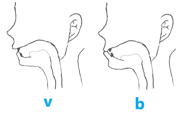 vとbの発音の違い vとbの発音の違い